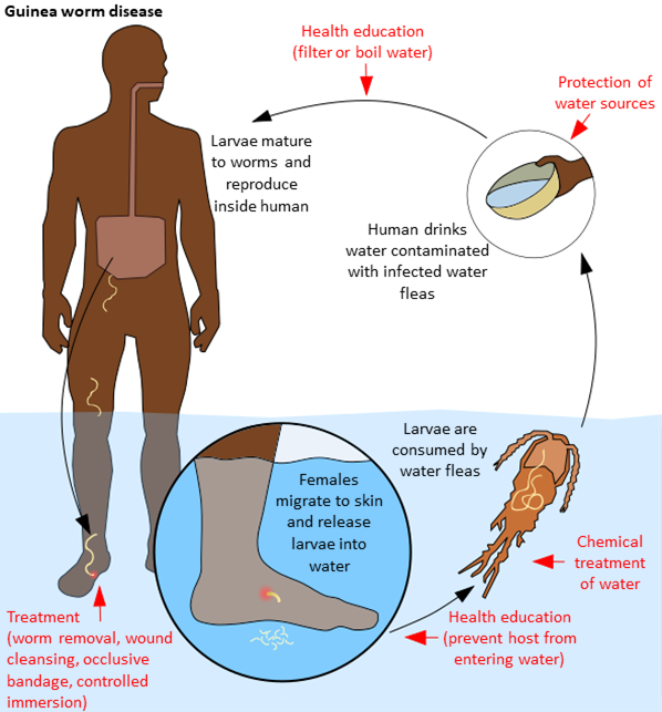 Guinea worm transmission